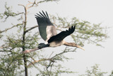 Fototapeta  - white pelican in flight