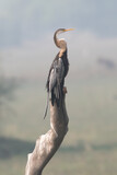 Fototapeta  - great blue heron ardea cinerea