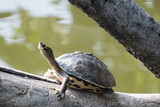 Fototapeta  - turtle on the Tree Branch