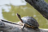 Fototapeta  - turtle on the rock