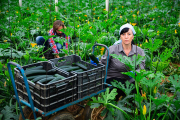 adult farmers picking cocozelles in huge hothouse