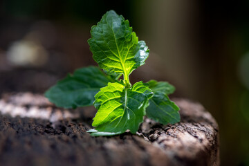 Patchouli or Pogostemon cablin green leaves an on old wood background.