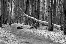 Trees Along The Forest Path, The First Snow Covered The Ground. Black White Photo..