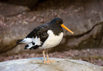 Wall Mural - Oyster-catcher.
It is a large sandpiper with a long orange beak and black and white contrasting plumage.