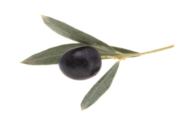 Poster - olives on a branch isolated