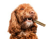© Petra Richli - Dog with dental chew bone in mouth. Happy  Labradoodle dog with long stick to the side, like a cigarette. White teeth and fangs visible. Concept for dental health treats for dogs. Selective focus.