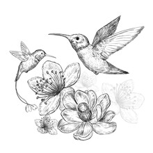 Sketch With Hummingbirds And Beautiful Flowers On A White Background