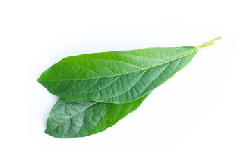 Wall Mural - leaves of the avocado tree. green leaf isolated on white background.