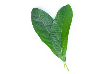 Wall Mural - leaves of the avocado tree. green leaf isolated on white background.