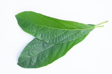 Wall Mural - leaves of the avocado tree. green leaf isolated on white background.