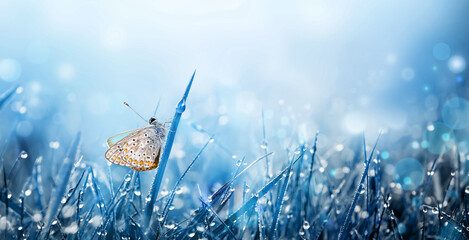 Wall Mural - flying butterflies over summer meadow. morning grass with dew
