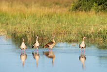 Egyptian Geese Reflections In The Water