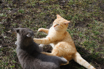 Fight of red and blue British cats in early spring. March Cat Games.