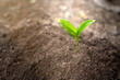 © Kanjana - Seedlings that grow in complete soil. Soil integrity. Seedlings in dry soil. concept of global warming. Planting trees for the world. Trees that grow naturally. World Environment Day Concept.