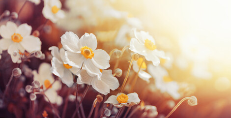 Poster - Beautiful white anemone flowers in morning light close-up in nature. Delightful atmospheric airy artistic image beauty nature with golden sunlight.