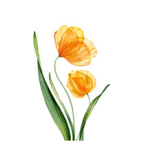 Watercolor Yellow Tulips. Spring Orange Flowers With Green Leaves. Floral Hand Drawn Composition. Realistic Botanical Illustration For Easter Cards