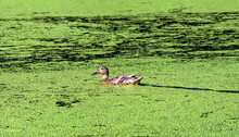 Duck Into The Overgrown Green Duckweed Pond