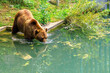 An adult bear, official symbol of canton of Bern, enters the water in the pool inside Bear Pit, one of the most visited tourist destinations in Bern, Switzerland. The Bear Park overlooks Aare River.