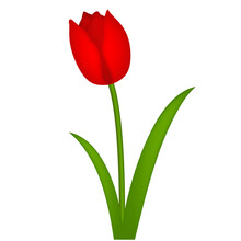 Single Red Tulip Isolated On White, Vector Illustration