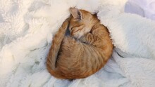 Cute Little Ginger Cat Curled Up Into A Ball And Napping On White Blanket On Bed. Concept Of Sleep And Good Morning.
