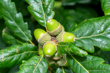 Wall Mural - acorns growing on an oak tree branch showing fresh green growth, stock photo image