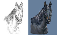 Vector Illustration Portrait Of Brown Bay Horse