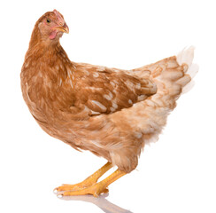 Wall Mural - one brown chicken isolated on white background, studio shoot