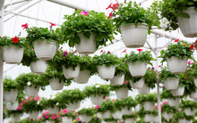 Beautiful Hanging White Pots In Greenhouse In Spring, Sale Of Plants For Garden Decoration
