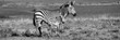 Hartmanns Berg Zebra Mutter mit Baby 6910 sw pano