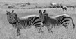 Hartmanns Berg Zebras P1140676 sw