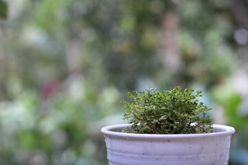 Fern Selaginella sp in a white pot. close-up with selective focus and blurred background