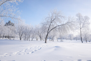 Beautiful winter landscape with snow-covered trees. Blue sky and textured snow. Winter's tale.