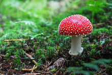 Amanita Muscaria, Commonly Known As The Fly Agaric Or Fly Amanita. Toxic And Hallucinogen Mushroom Fly Agaric In Grass On Autumn Forest Background. Macro Close Up In Natural Environment.