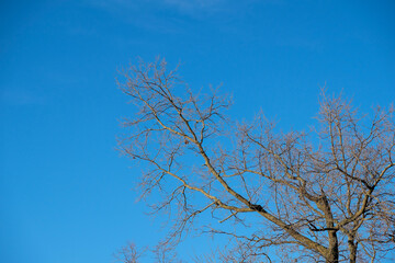 Wall Mural - deciduous tree branches without leaves against a blue sky in winter