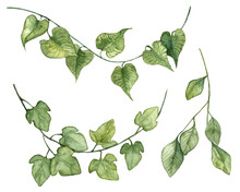 Collection Of Watercolor Hand Painted Ivy Leaves