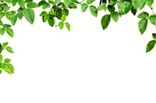 Asian Tropical Green Leaves Plant Ivy For Natural Leaves Concept Ornamental Plant With Natural Fresh And Dried Leaves.  Clipping Path Included. Isolated On White Bakground.