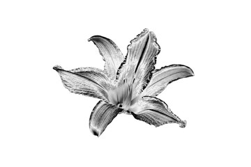 Wall Mural - One silver lily flower white background isolated closeup top view, beautiful black and white single lilly flower, shiny gray metal floral design element, monochrome natural pattern, vintage decoration