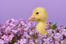 A Small Yellow Goose Sits In The Lilac Flowers. The Cute Goose Hid In The Lilac Flowers. A Frightened Yellow Baby Hides In The Flowers. The Chick Sits In Flowers With A Lilac Background