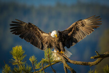 Eagle With Open Wings Landing On Branch.