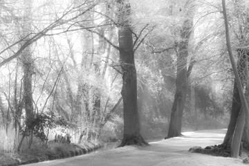  frosty , frost covered grass and trees , snow covered ground in Oxford.