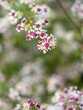 woodland aster flower branch closeup 