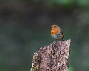 Canvas Print - robin on a branch