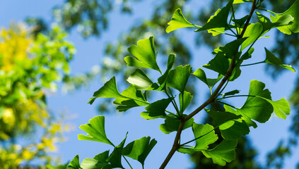 Wall Mural - Ginkgo tree (Ginkgo biloba) or gingko with brightly green new leaves against background of blurry foliage. Selective close-up. Fresh wallpaper nature concept. Place for your text