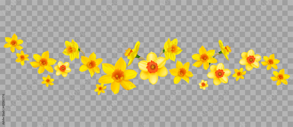Daffodils decor on transparent background - obrazy, fototapety, plakaty 