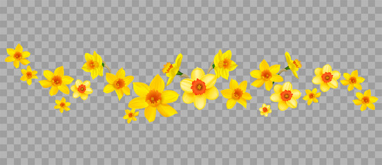 daffodils decor on transparent background