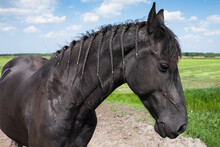 Black Frisian Horse With Braids In The Mane In A Green Pasture In Summer. The Mane Is Beautifully Braided