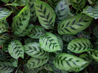 Wall Mural - Bright green leaves with dark green stripes of Shadow plant (Calathea Leopardina)