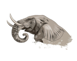Wall Mural - elephant head portrait from a splash of watercolor, colored drawing, realistic. vector illustration 