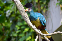 Bright Bird With A Tuft Sitting On A Branch In The Zoological Garden