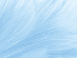 beautiful abstract blue feathers on white background, black feather texture and blue background, fea